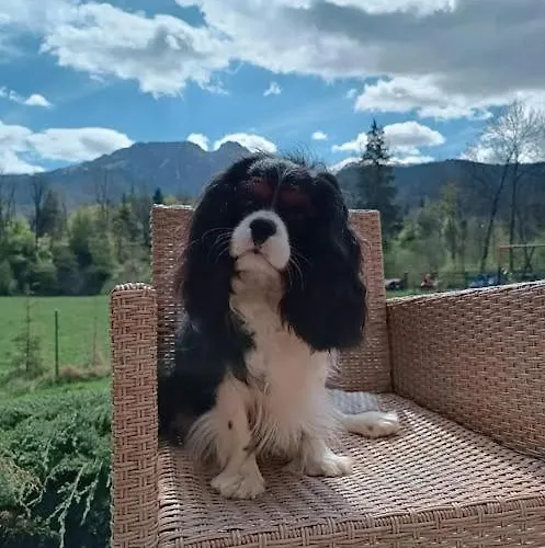 W Dolinie Cichej Wody 民宿 *